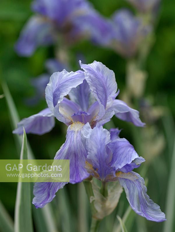 Iris pallida Variegata a des feuilles rayées et de belles fleurs bleues en été.