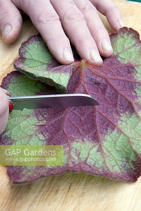 Propagation d'un Begonia rex par boutures de feuilles. Boutures à travers le principal viens sur la face inférieure d'une feuille