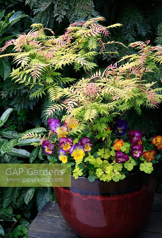 Feuillage et couleur des fleurs pour le printemps et le début de l'été dans un pot vitré. Sorbaria sorbifolia 'Sem' avec Aquilegia vulgaris Vervaeneana groupe 'Woodside' et Pansy 'Radiance'