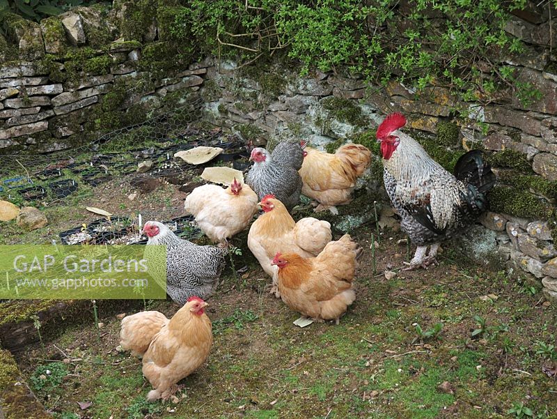 Coq Maran montant la garde au-dessus des poules bantam dans un jardin clos de murs en pierre. Les plantes voisines sont protégées des égratignures et des coups de bec par le grillage.