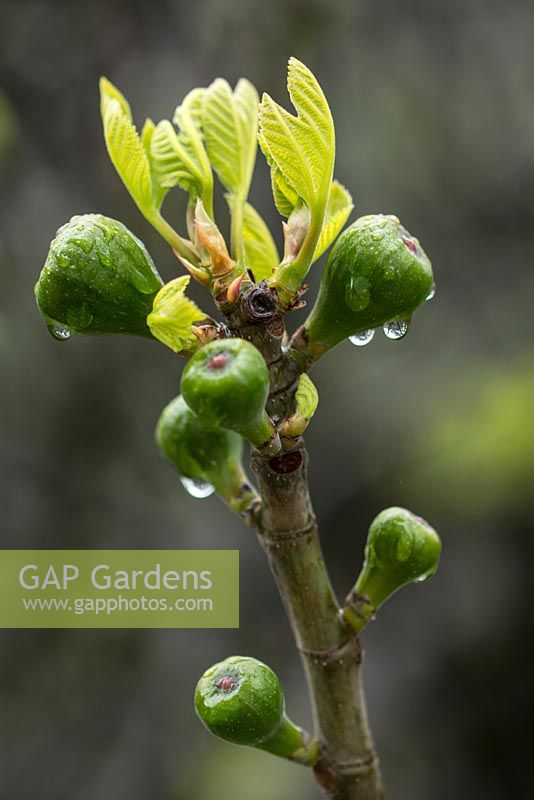 Ficus - Jeune fruit de figue. Printemps, Andalousie, espagne.