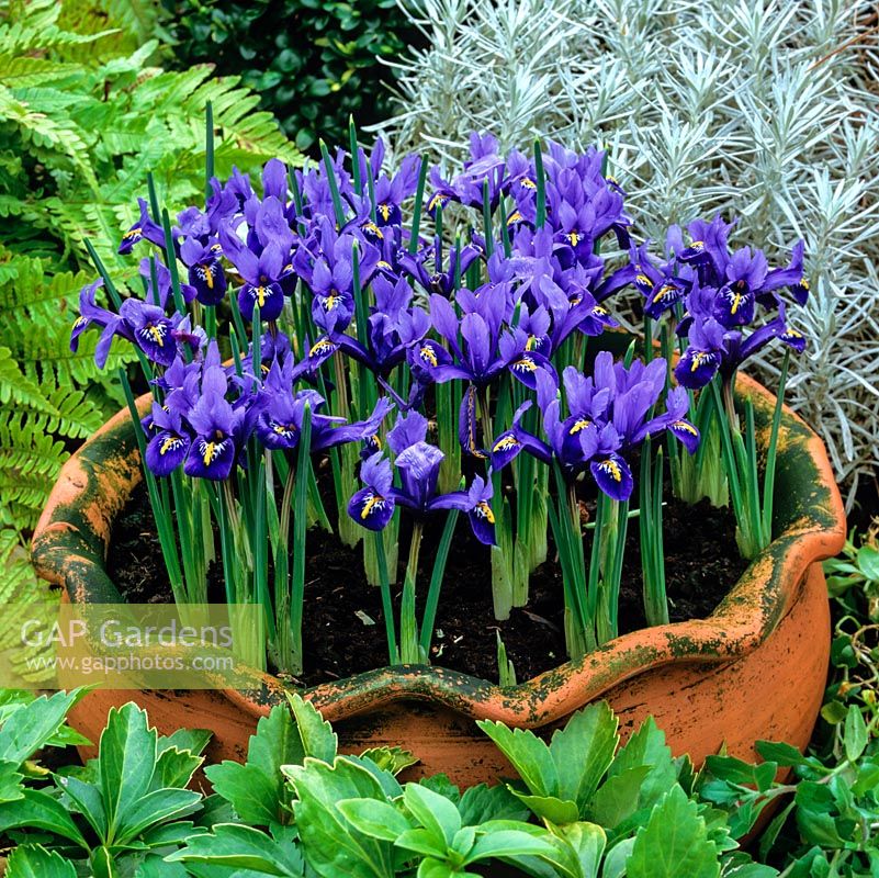 En pot en terre cuite, Iris reticulata, iris nain fleurissant en hivers doux et dès le début du printemps. Parfumé. Hauteur: 7cm - 12cm. Entouré de fougère, de pachysandra et d'argent Helichrysum italicum.