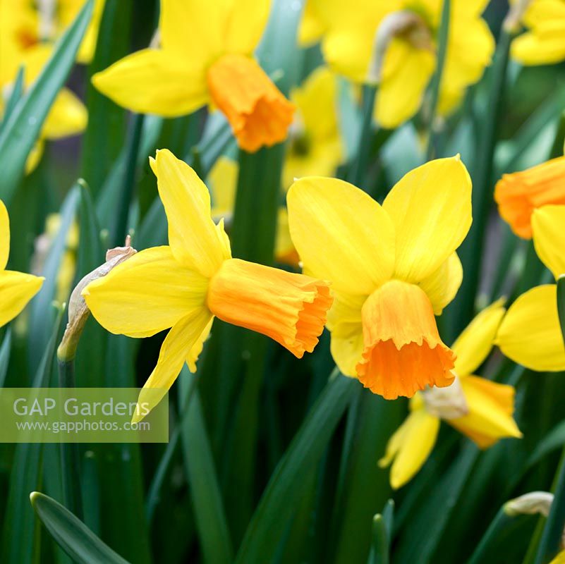 Narcissus cyclamineus 'Jetfire, une jonquille à floraison hivernale aux pétales dorés et trompette orange. Légèrement parfumée. Longue floraison.