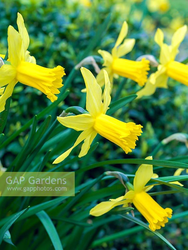 Narcissus cyclamineus 'Little Witch', une jonquille à fleurs d'hiver avec de délicates fleurs dorées et de longues trompettes.