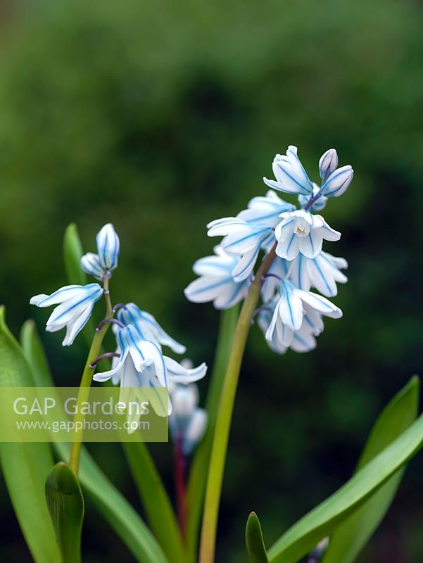 Puschkinia scilloides, un bulbe vivace produisant des fleurs bleues en forme de cloche avec des rayures plus foncées à la fin de l'hiver et au début du printemps.