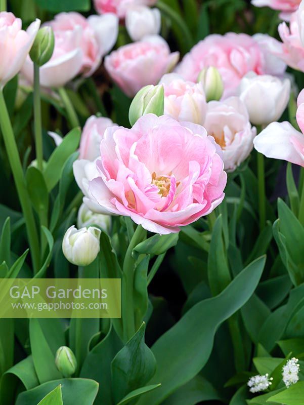 Tulipa 'Angelique', une tulipe qui fleurit à la fin du printemps avec de magnifiques fleurs roses doubles.