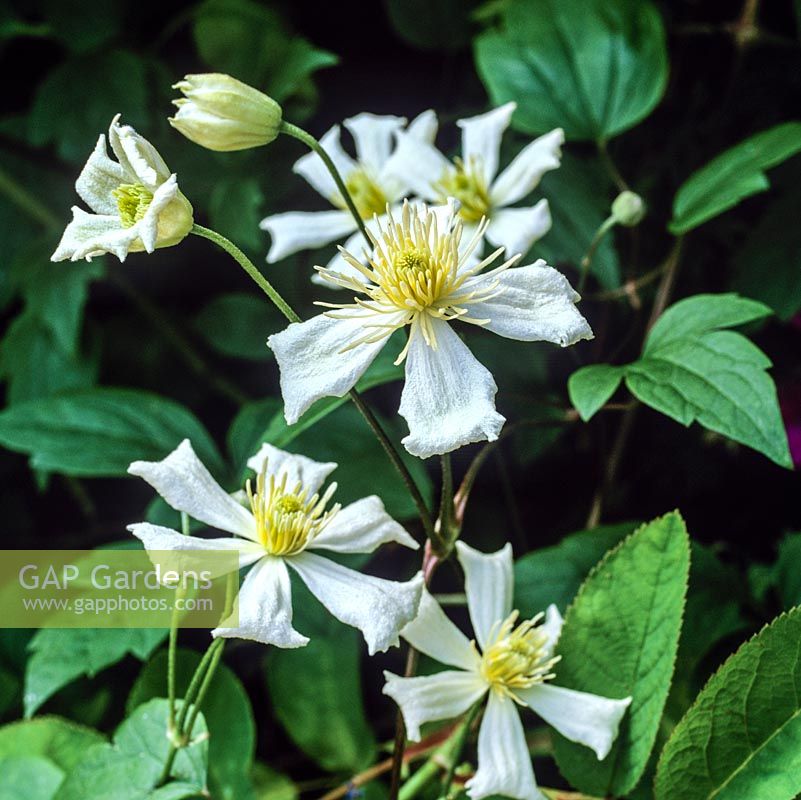 Clematis Paul Farges, anciennement C. fargesii Summer Snow, une variété à feuilles caduques vigoureuse avec des masses de fleurs blanches légèrement parfumées