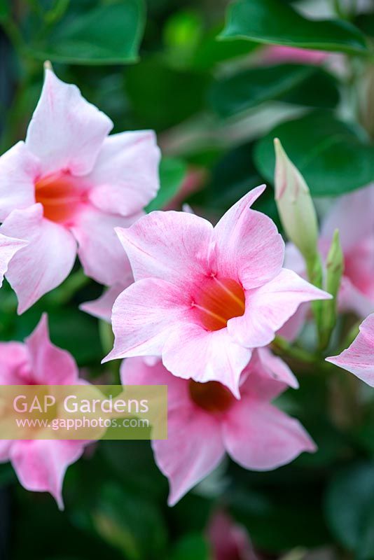 Mandevilla Sundaville Cream Pink, une variété compacte