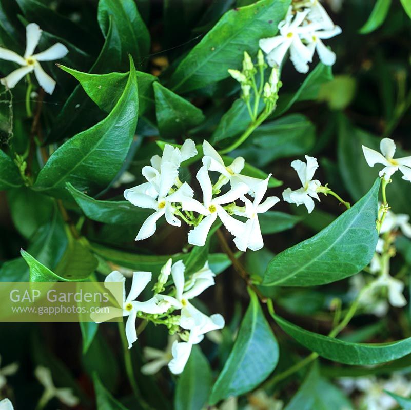 Trachelospermum jasminoides, Jasmin étoilé, un grimpeur ligneux à feuilles persistantes avec des feuilles brillantes et de minuscules fleurs blanches parfumées en été.