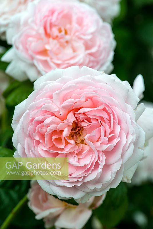 Rosa 'Eglantyne', une rose anglaise élevée par David Austin Roses, fleurissant en juin et juillet