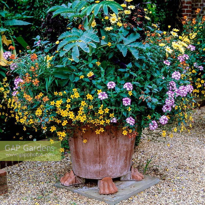Pots de standards Solanum rantonnetii, Melianthus major, verveine traînante, argyranthemum et bidens.