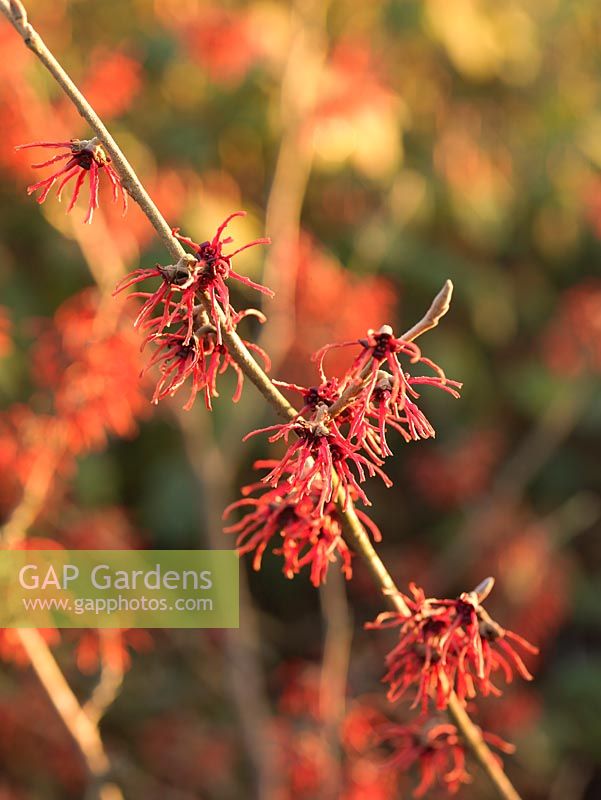 Hamamelis x intermedia Rubin a des fleurs orange rougeâtre parfumées avec des pétales froissés et frisés.