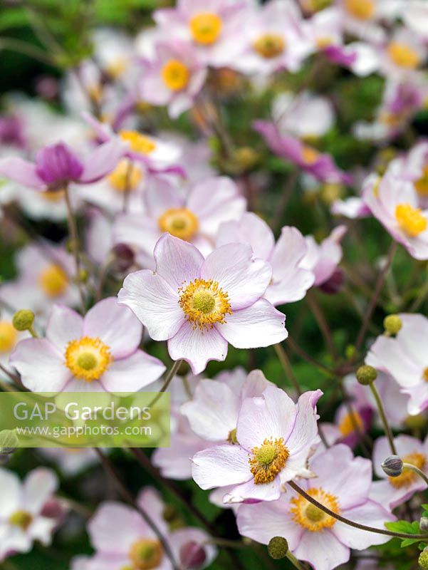 Anemone x hybrida, une plante herbacée vivace à fleurs en forme de soucoupe rose pâle qui pousse bien à l'ombre et à l'ombre partielle.