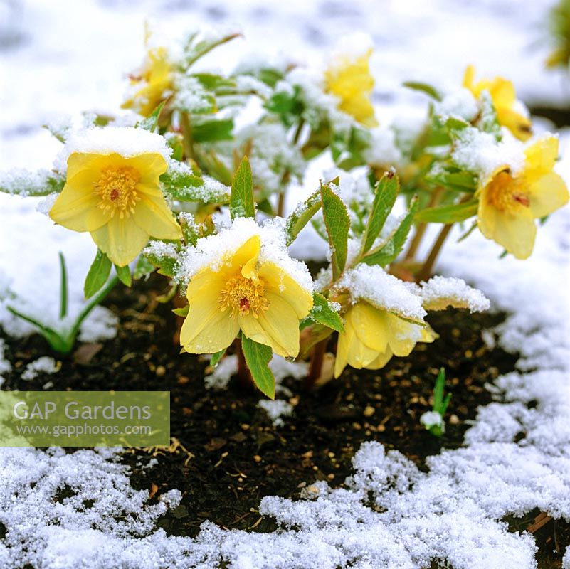 Les hybrides Helleborus x hybridus Ashwood Garden, une variété dorée, fleurissent en hiver malgré la neige.
