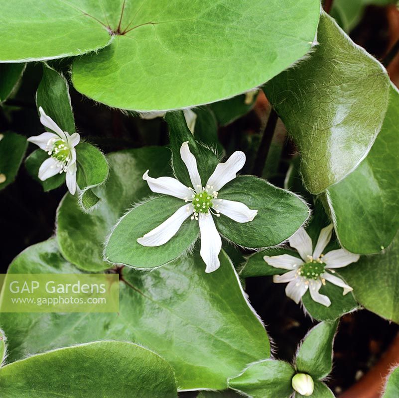 Hepatica maxima, une plante vivace à floraison printanière à feuilles arrondies, en forme de rein, aux lobes verts luxuriants. Fleurs en forme d'étoile blanche.