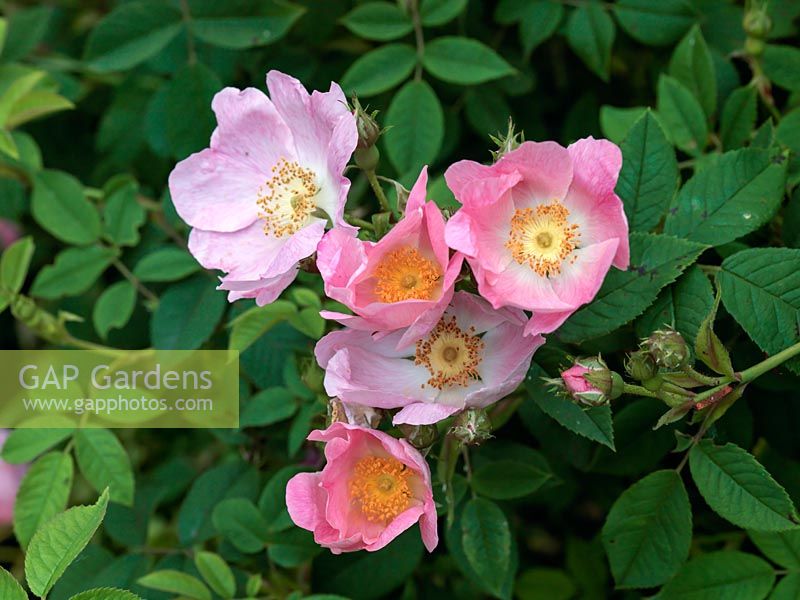 Rosa andersonii porte des fleurs roses simples