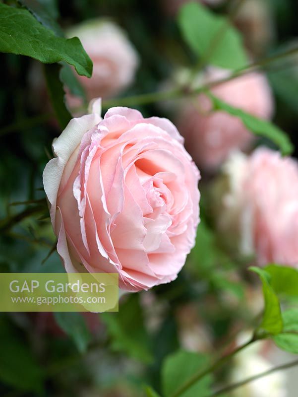 Rosa Eden, une rose grimpante parfumée, rose et double.