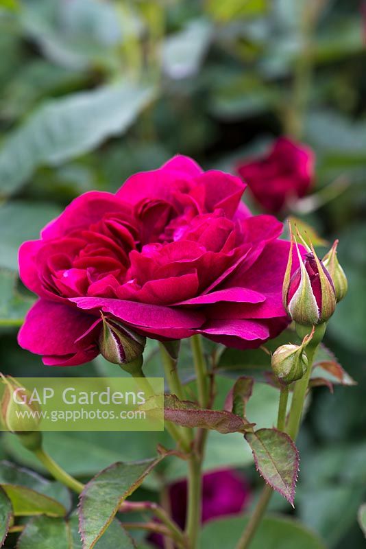 Rosa 'Darcey Bussell', une belle rose anglaise rouge qui pousse bien en parterre ou en pot.