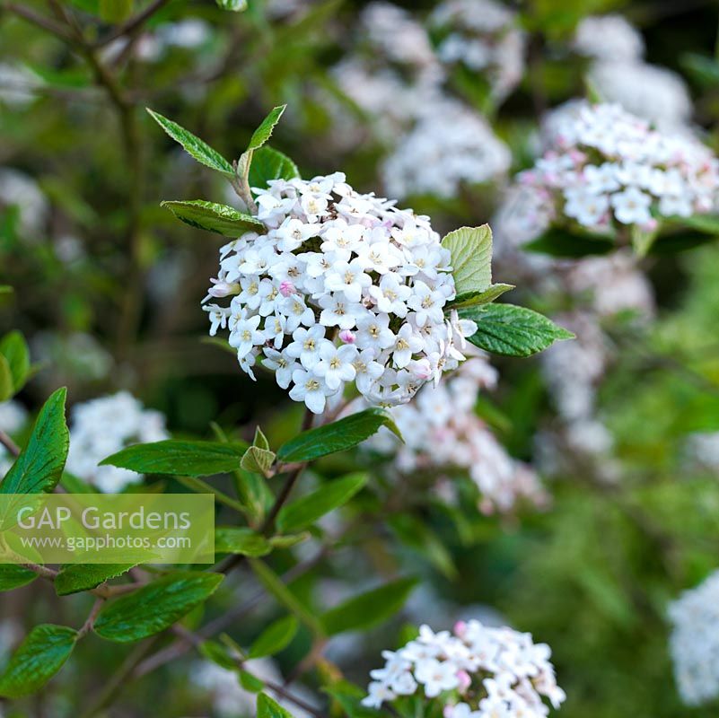 Viburnum x burkwoodii, un arbuste à feuilles persistantes avec des fleurs blanches parfumées en têtes bombées.