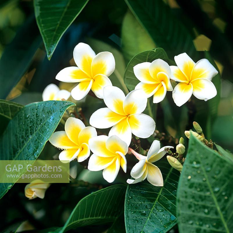 Plumeira rubra - Les fleurs de frangipanier en forme de cire remplissent les nuits tropicales de leur parfum intense.