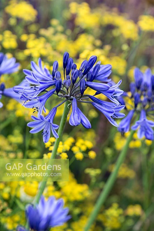 Agapanthe 'Navy Blue' - Lys d'Afrique, une floraison vivace en juillet