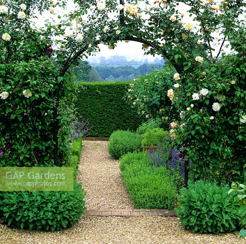 Jardin aux herbes. Vue à travers la rosace - Rosa Gloire de Dijon et Madame Alfred Carrière au chemin de gravier bordé d'origanum. Chèvrefeuille standard. Campagne au-delà.