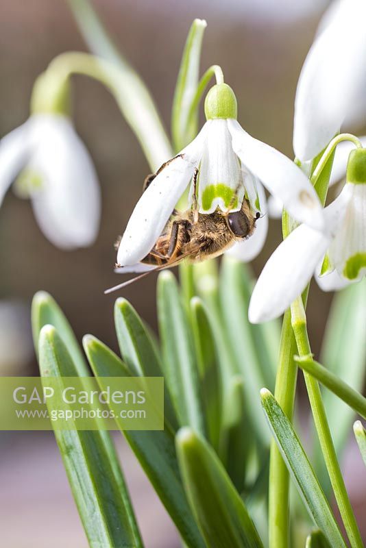 Apis mellifera - Abeille à miel ramassant le pollen de Galanthus - perce-neige en février.