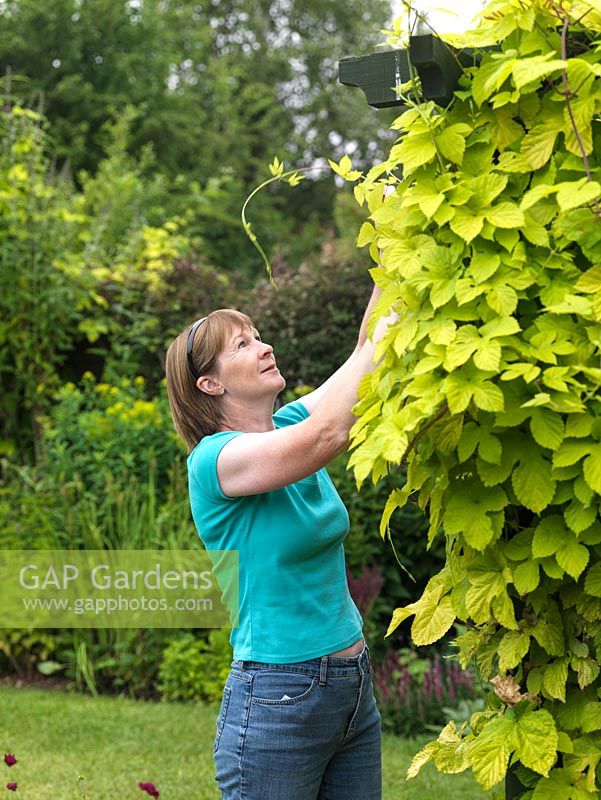 Anne Massey taille un houblon doré dans son jardin.