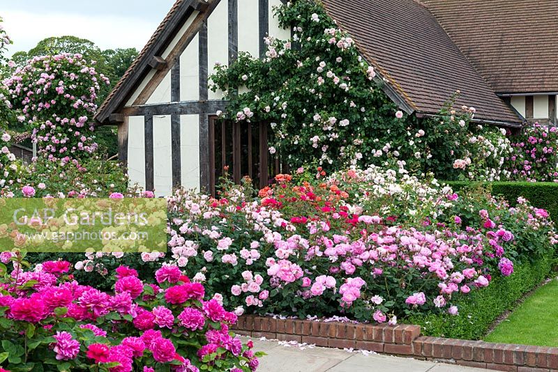 L'entrée de David Austin Roses, somptueusement plantée de quelques-unes des nombreuses belles roses élevées depuis 1961.