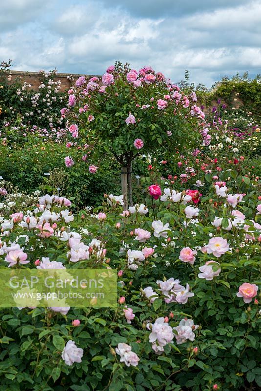 David Austin Roses. Le Lion Garden où les rosiers arbustifs et les vivaces sont éclipsés par les normes. Sur la photo - Harlow Carr standard.