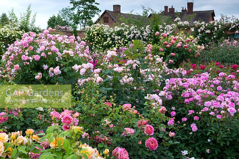 Le Lion Garden de David Austin Roses, rempli de roses anglaises, d'escalade, de randonnée, de brousse et de standards.