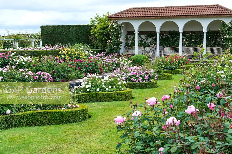 David Austin Roses. Le jardin de la Renaissance est consacré aux roses anglaises telles que la Charlotte jaune, le Buscobel rose riche, le Geoff Hamilton rose clair, le Falstaff cramoisi et le Mayflower rose moyen.