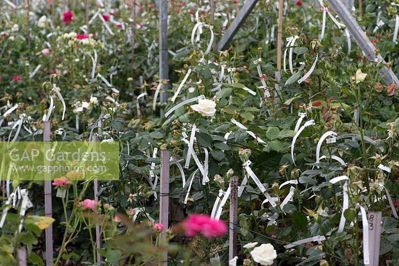 David Austin Roses. Le centre d'élevage où chaque année 80 000 roses sont croisées à la main. La filiation de chaque croisement est soigneusement enregistrée et indiquée sur chaque plante par des étiquettes à code-barres.