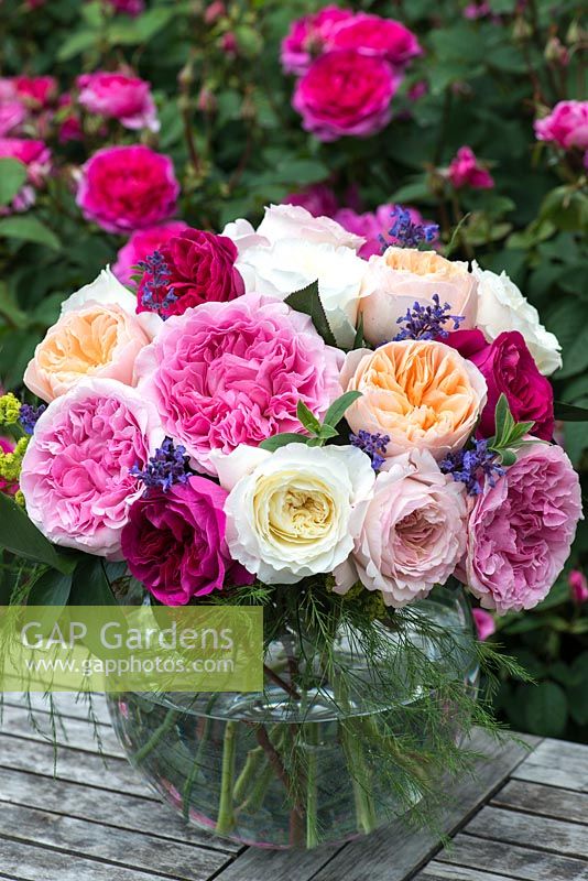 Bouquet de roses dans un vase. De nombreux essais ont été effectués pour trouver les meilleures fleurs coupées en termes de tige rigide, de bonne forme et de parfum, et de résilience aux voyages. David Austin Roses.