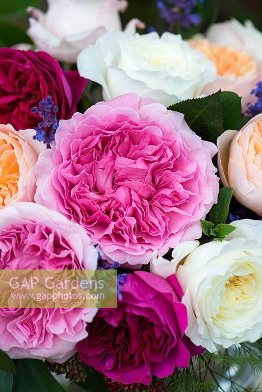 Gros plan de roses coupées en bouquet. De nombreux essais ont été effectués pour trouver les meilleures fleurs coupées en termes de tige rigide, de bonne forme et de parfum, et de résilience aux voyages. David Austin Roses.