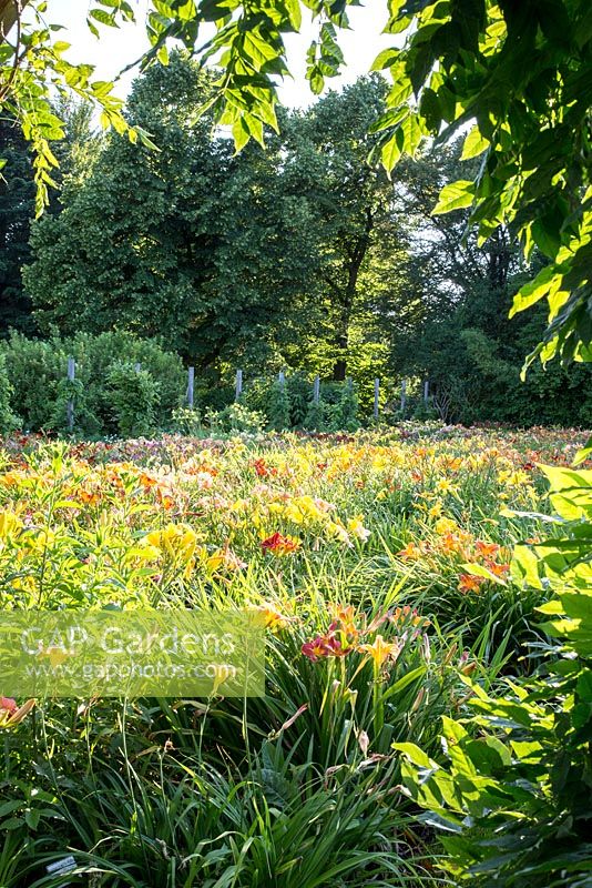 Parterres de fleurs d'Hemerocallis au Weihenstephan Trial Garden