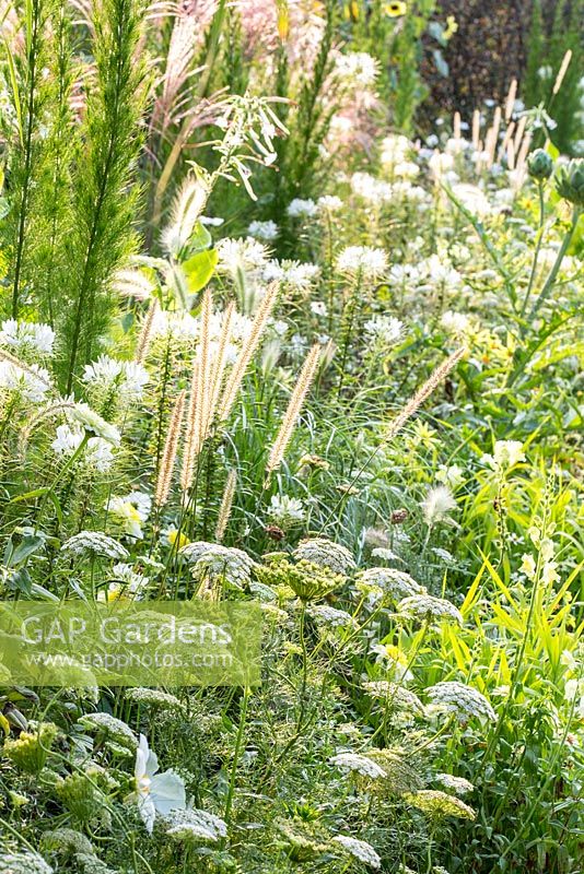 Détail du parterre de fleurs blanc et jaune au Weihenstephan Trial Garden avec des fleurs et des herbes annuelles, y compris Eupatorium capillifolium 'Elegant Feather' et Pennisetum macrourum