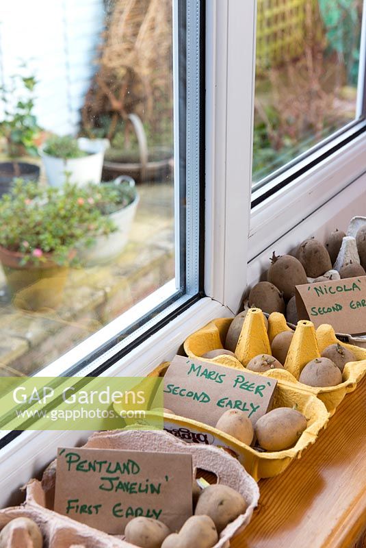 Pommes de terre de semence tranchant dans des plateaux à œufs près de la fenêtre de la véranda.