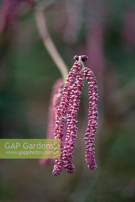 Corylus maxima 'Filbert rouge'