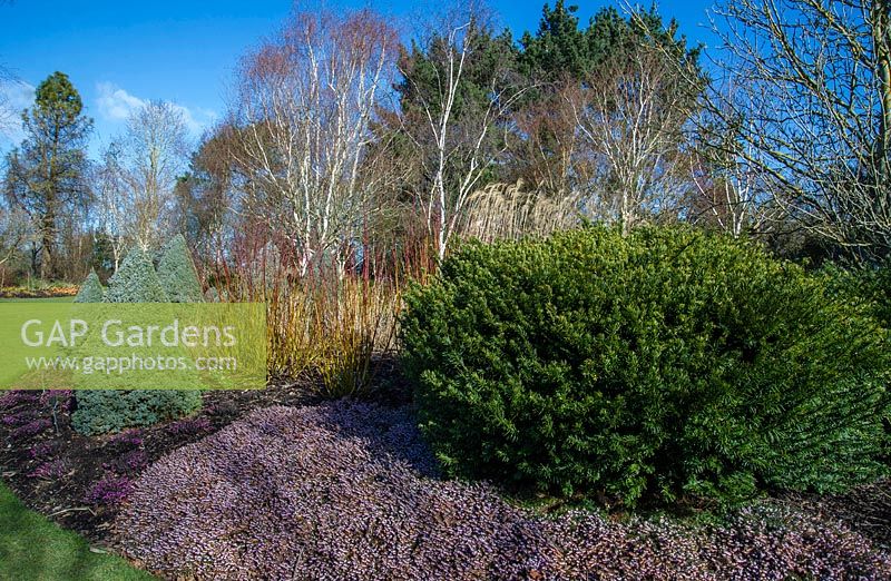 Le jardin d'hiver de Sir Harold Hilliers avec Erica carnea 'March Seedling' et Picea glauca 'Alberta Blue' et Cephalotaxus harringtonia 'Gnome'
