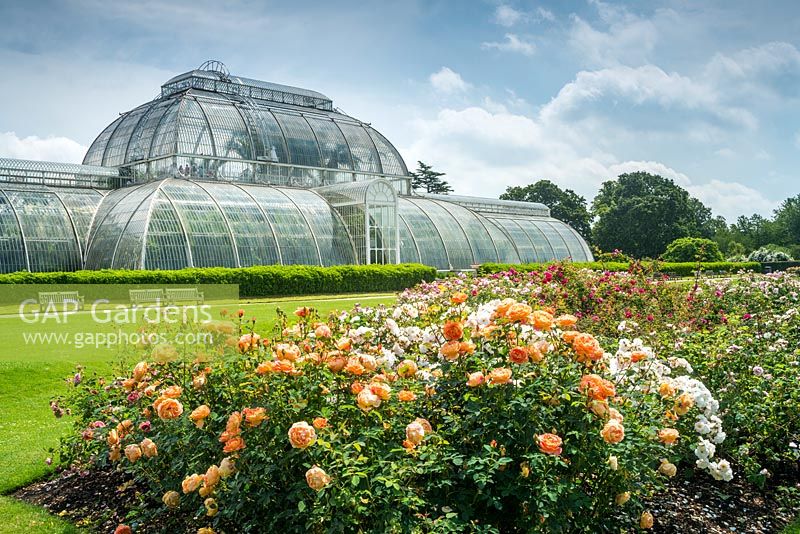Rosa 'Dame de Shalott' et 'Penelope '. Kew Rose Garden