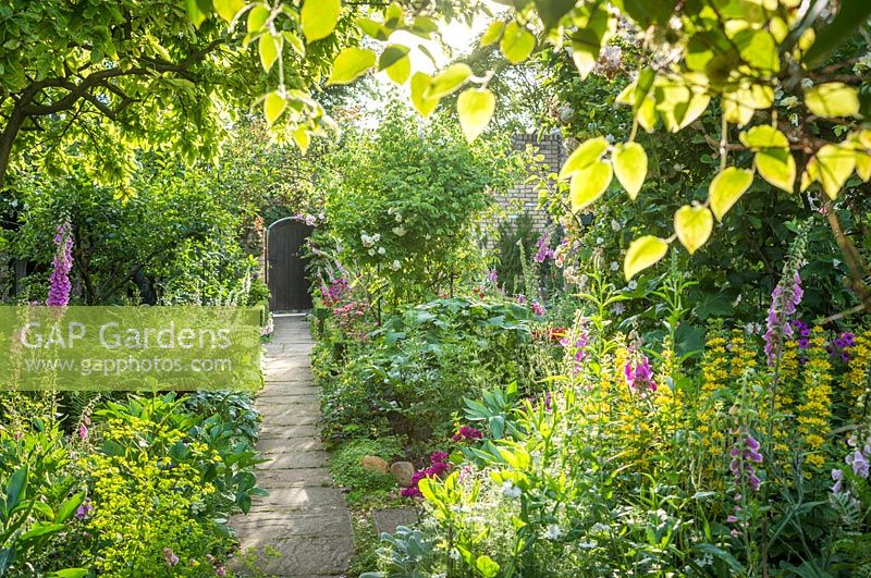 Voir le long du chemin d'accès à la porte dans le jardin Cottage en été. Digitales, Lysimachia punctata, williams doux, roses et fougères