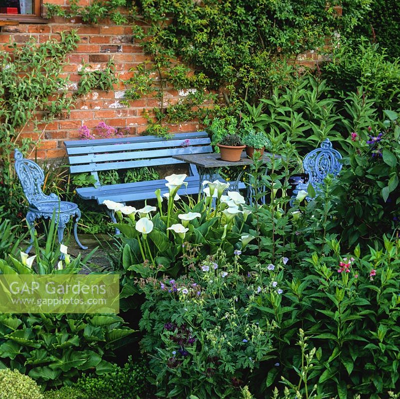 Banc isolé, chaises et table peintes en bleu à côté d'un parterre de fleurs d'arum.