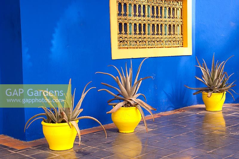 Agave en pots jaunes contre les murs bleus du musée berbère du Jardin Majorelle, Marrakech, Maroc