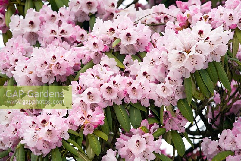 Rhododendron sutchuenense x giraldii
