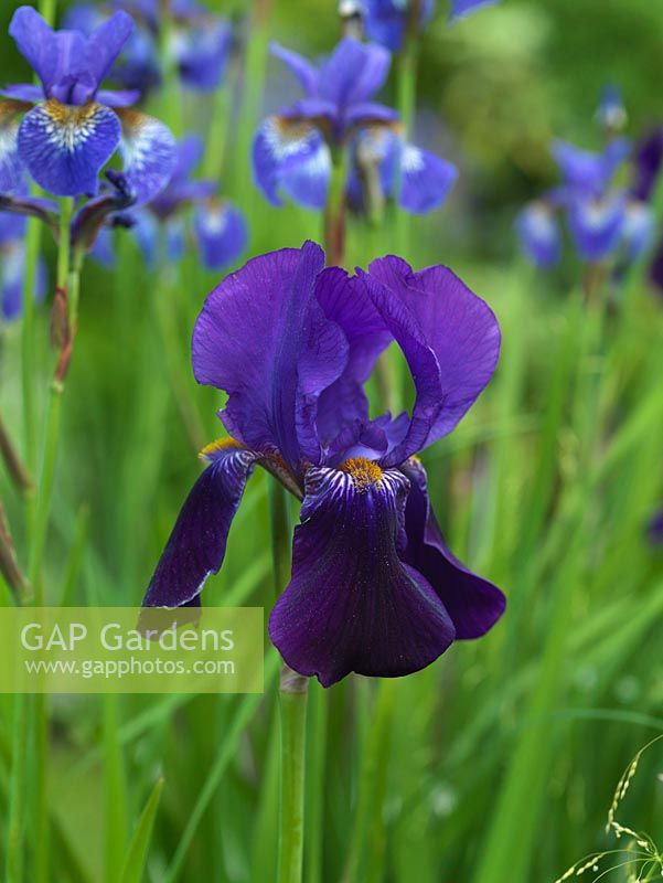 Iris barbu violet, vivace rhizomateuse préférant un sol humide.