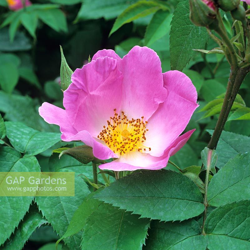 Rosa Complicata, un vieux Gallica avec des fleurs simples rose vif et clair