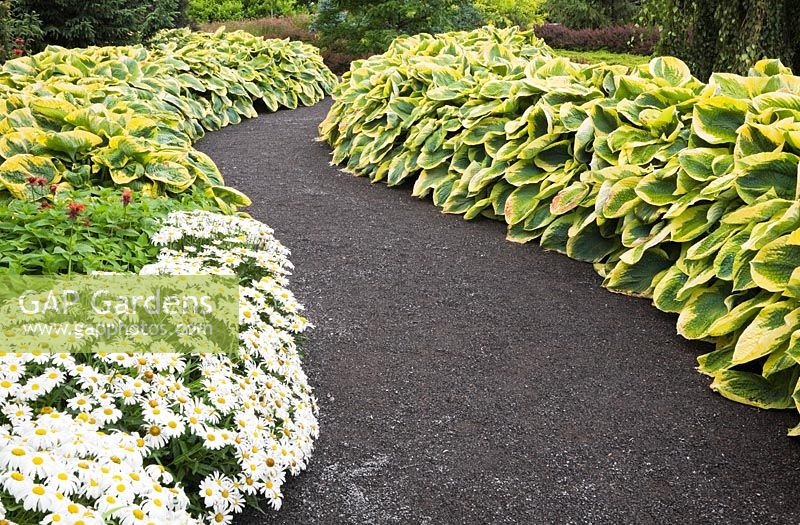 Chemin de gravier à travers les parterres de leucanthemum vulgare blanc - marguerites à œil de bœuf, monardas rouges et plantes Hosta dans le jardin des cinq sens de la Seigneurie de L ' Ile d ' Orleans jardin privé en été, Saint-François, Ile d ' Orleans, Quebec, Canada