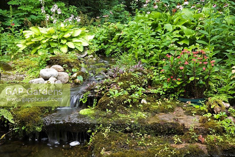 Ruisseau et cascade en cascade bordée de rochers recouverts de Bryophyta - Mousse verte et plantes Hosta et fleurs rouges d'Euphorbia milii 'Crown of Thorns' dans une cour privée Jardin Zen en été