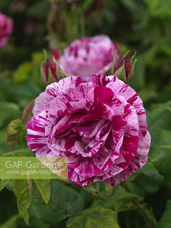 Rosa 'Ferdinand Pichard', une rose hybride perpétuelle avec des fleurs roses pâles parfumées, doubles, roses avec des rayures roses et rouges de l'été à l'automne.